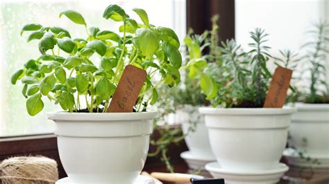 How To Grow A Thriving Kitchen Herb Garden Epicurious