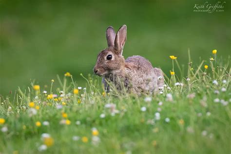 Amongst The Buttercups Wild Rabbits Keith Griffiths Flickr