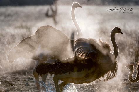 Dusty Ostrich Chaos Francois Haarhoff Photography