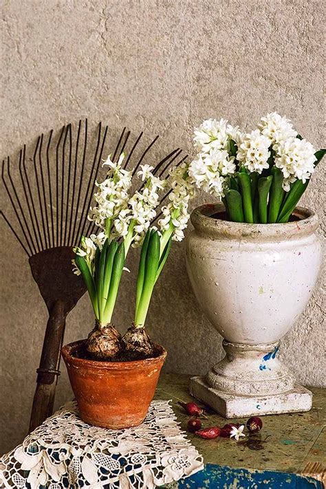 How To Grow Hyacinths For Rich Spring Color And Sweet Perfume