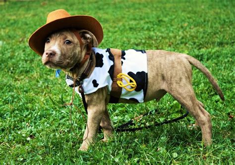 The Worlds Cutest Cowboy Furry Cowboy Hats Cowboy