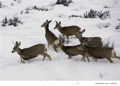 Mule Deer Herd In Deep Snow Stock Image I1597730 At