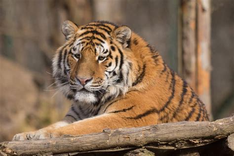 Siberian Tiger Panthera Tigris Altaica Editorial Stock Image Image Of