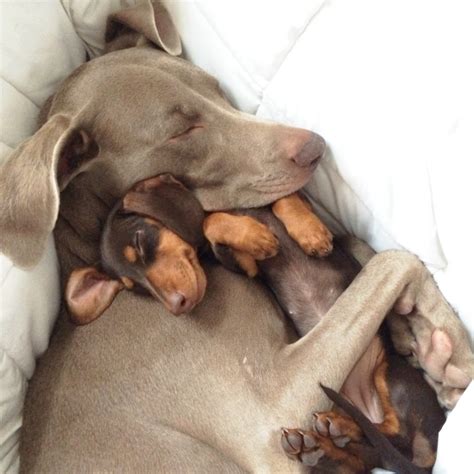 19 Pictures Of Cuddling Puppies To Get You Through Finals Society19