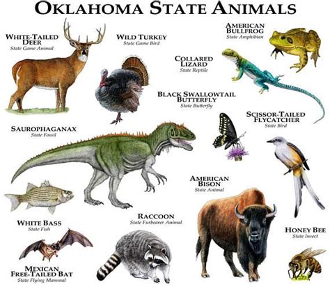 The Official Animals Of The State Of Oklahoma Are Represented In This