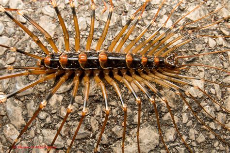 Long Legged Cave Centipede Thereuopoda Longicornis Flickr