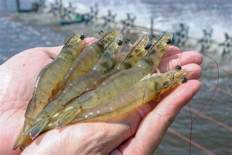 Shrimp Farm Stock Photos Pictures And Royalty Free Images Istock