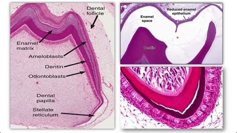 Oral Histology Practical 1 Embryology Lab Youtube