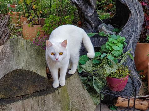 White Cat British Shorthair Beautiful Domestic Cat Animal Animal