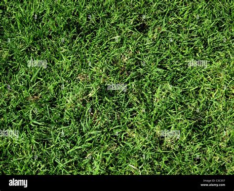 Bermuda Grass Lawn Cynodon Dactylon Dubai Uae Stock Photo 36530627