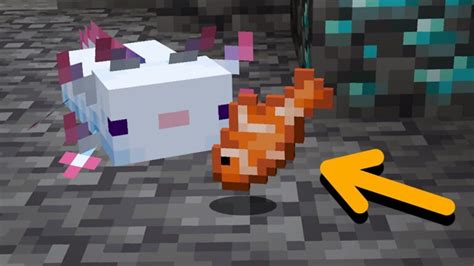 How To Tame Axolotls In Minecraft 117 A Detailed Guide