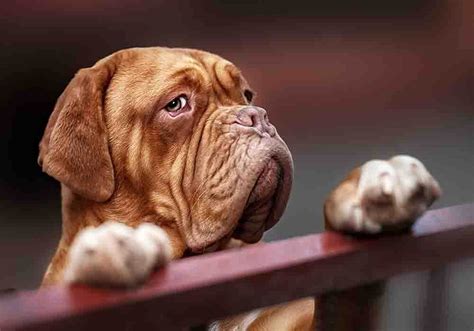 French Mastiff Dog Breed Info History Traits Temperament