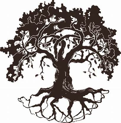Clipart Tree Roots Oak Clipground