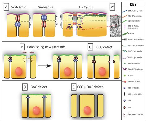 Epithelial Junctions Cytoskeleton And Polarity