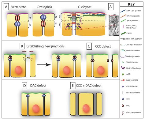 Maybe you would like to learn more about one of these? Epithelial junctions, cytoskeleton, and polarity