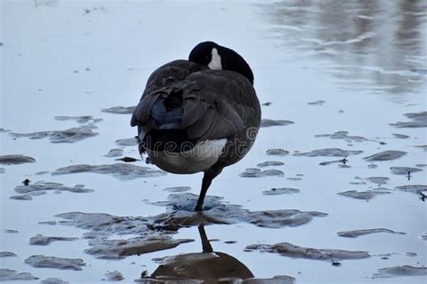 Goose Standing On One Leg In Winter Stock Image Image Of Migration