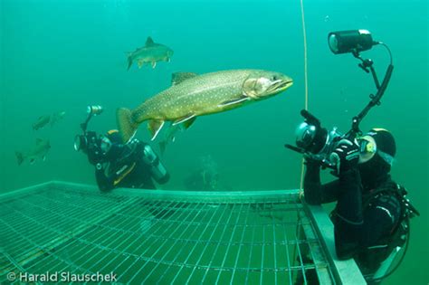 Der grüne see in tragöß hat es jedenfalls geschafft, er wurde im oktober 2014 zum sieger einer orf sendung über die schönsten update: Unterwasser-FotoWorkshops by Harald Slauschek am Grüblsee ...