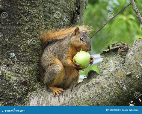Squirrel Eating A Green Apple In A Tree Stock Photo Image Of Green