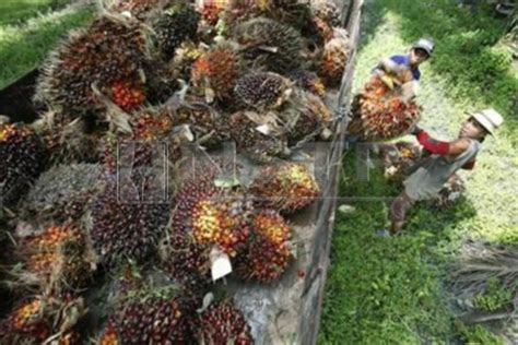 Customs No Sst On Oil Palm Planters Fresh Fruit Bunches New Straits