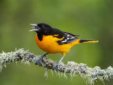 What Is The State Bird Of Maryland And Why Birdfact