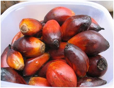 The marula tree, a member of the same family as the mango, grows widely in africa. Edible palm tree fruit (dendém), Angola