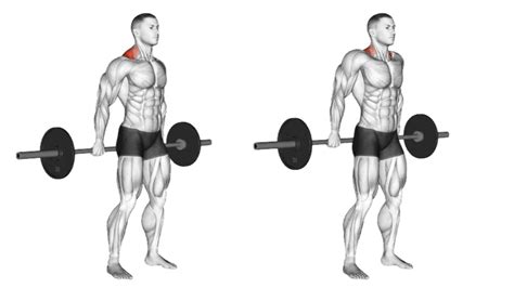 Behind The Back Barbell Shrugs Muscle Worked And Benefits