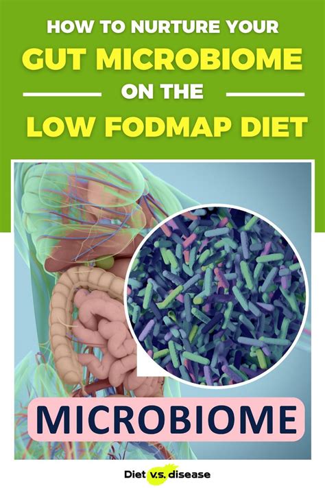 How To Nurture Your Gut Microbiome On The Low Fodmap Diet Diet Vs