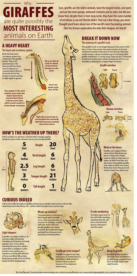 Animals Archives Page 2 Of 4 Tipsögraphic Giraffe Giraffe Facts