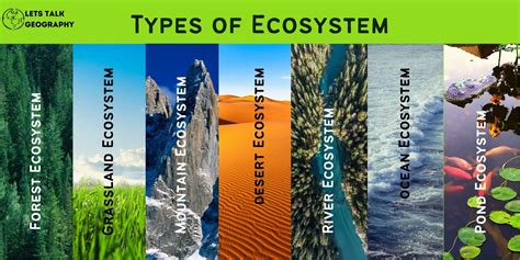 Ecosystem Definition Components And 5 Important Types Of Ecosystem