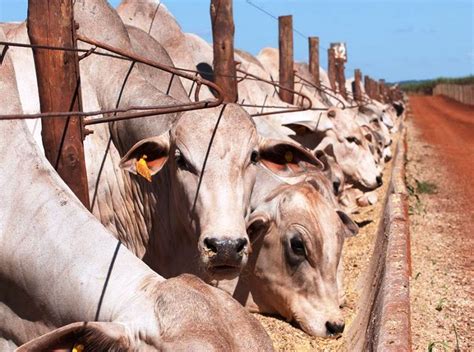 Aqui você verá tudo sobre criação de gado em confinamento para começar a colher os resultados na sua criação! Três dicas para ganhar dinheiro com confinamento de gado ...