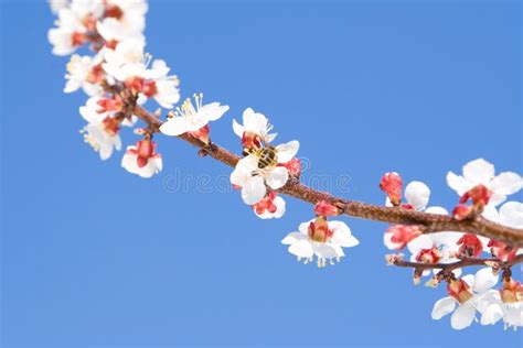 Spring Beauty Stock Image Image Of Organic Beauty Look 34940671