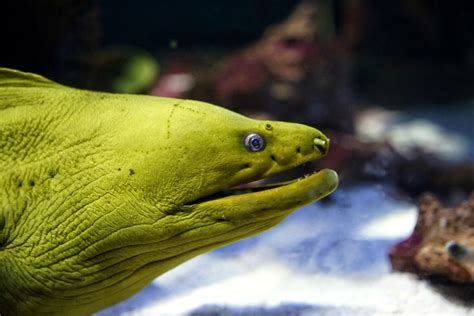 It has two holes just behind its head which are its gills. Green Moray Eel | Taken at the Oregon Coast Aquarium, Newpor… | Flickr