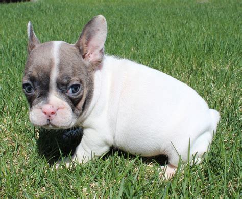 French Bulldog Puppies For Sale Huskerland Bulldogs Akc Registered