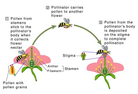 Important Diagrams Sexual Reproduction In Flowering Plants Biology