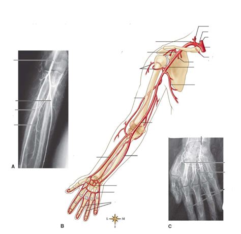 Major Arteries Of The Upper Extremity Diagram Quizlet
