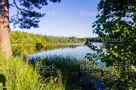 Beautiful Nature In Russia River Bank With Forest In Summer Calm And