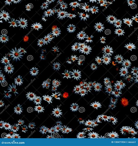 Daisies On A Black Background Stock Photo Image Of Creative Ornament