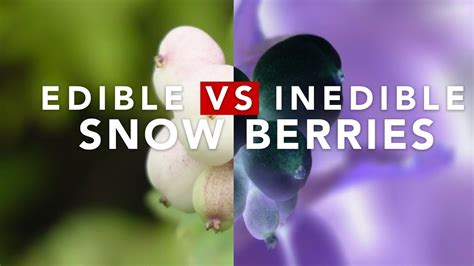 Edible Vs Inedible Snow Berries Youtube
