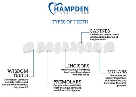 Aurora Dentist The Four Types Of Teeth