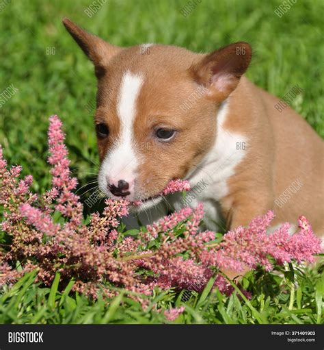 Cute Red Basenji Dog Image And Photo Free Trial Bigstock