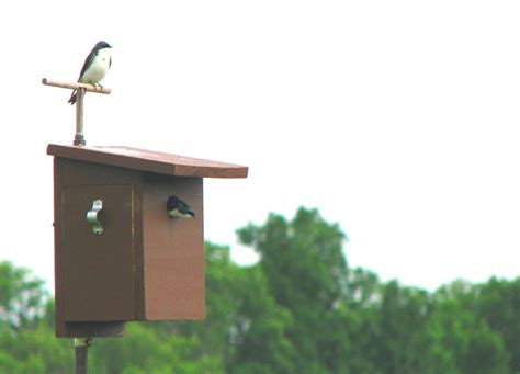 Nest Boxes For Tree Swallows You Can Build Or Buy