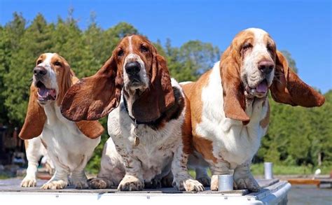 Basset Hound Breed Information Guide Facts And Pictures Bark Dog