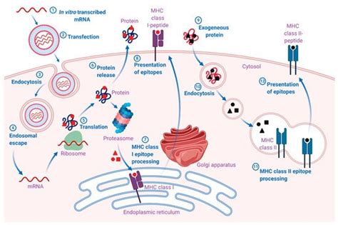 In the us, a green light to market the experimental mrna vaccine was. Pharmaceutics | Free Full-Text | Opportunities and ...