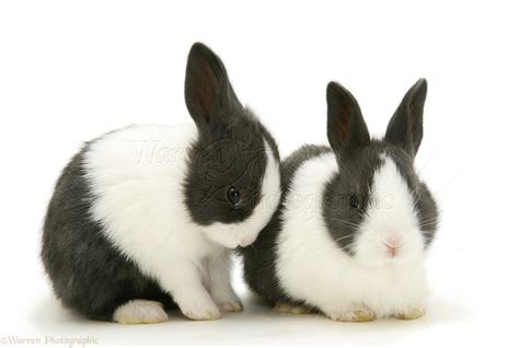 Baby Blue Dutch Rabbits 3 Weeks Old Photo Wp10623