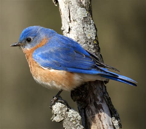 Animals World: indian animals of eastern blue bird pictures