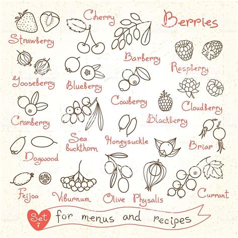 Set Drawings Of Berries For Design Menus Recipes And Packages Royalty