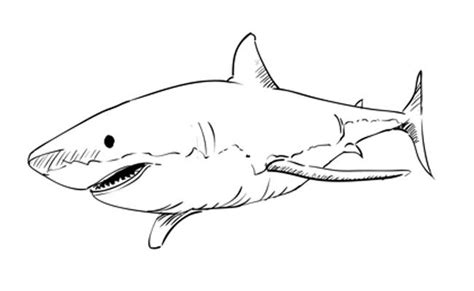 May 06, 2021 · from visiting the zoo to begging for critters of their own, kids love animals! How to Draw a Great White Shark - Sketchbook Challenge 14 ...
