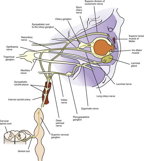 Ciliary Ganglion Pathways