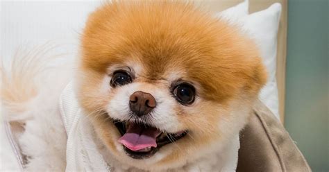 Fans Mourn The Death Of Boo Pomeranian Known As Worlds Cutest Dog