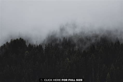 The Forest Is Covered In Thick Clouds And Fog
